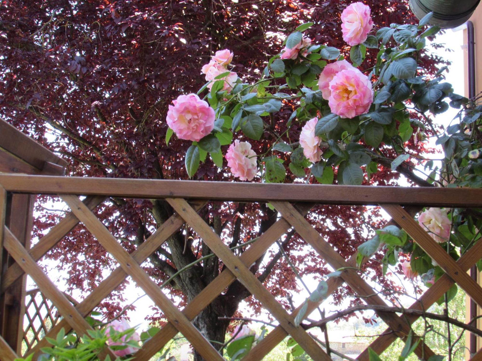 Casa Angolo Delle Rose Orvieto Eksteriør bilde